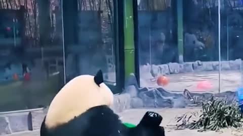 This panda is getting crazy