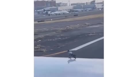 Pigeon trying to get a free ride to London