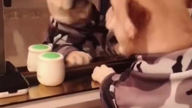 Compilation of Dogs Funny Videos! ( try not to laugh2021 )😂