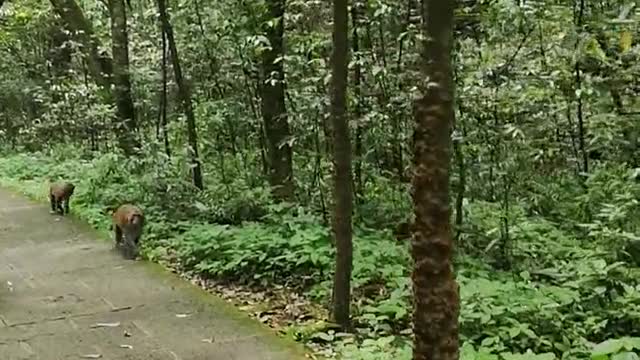 Nature and Wildlife 22