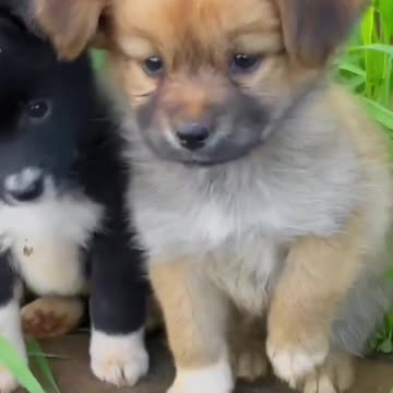 Cute baby animals Videos Compilation cute moment of the animals - Cutest Animals On Earth