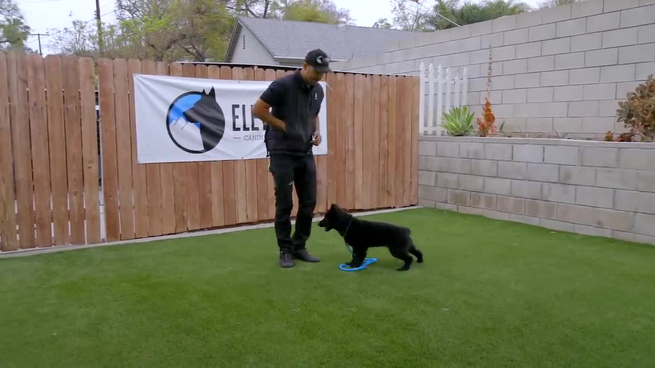 dog traning video