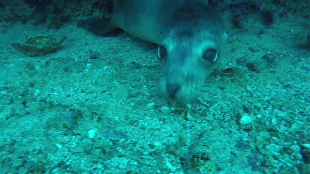 The fur seal looks at the camera!