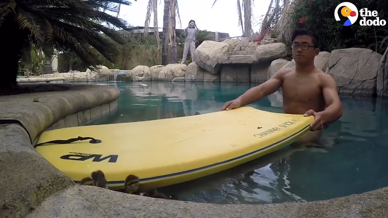 Duck Mom Attacks Guy Trying To Rescue Her Ducklings From a Pool - So He Got Creative | The Dodo