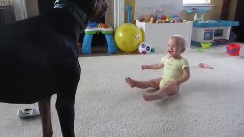 Dog playing with boy