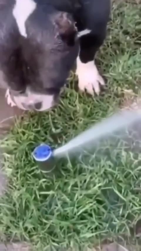 Thirsty Dog