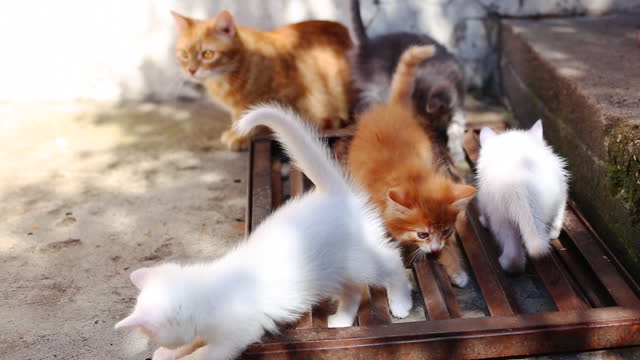 little cats playing