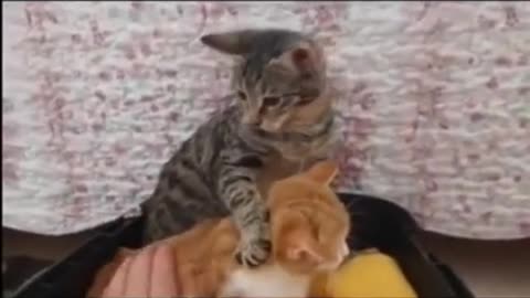 Cute Kittens Get Jealous too!