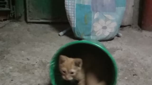 The kitten has fun as he can.