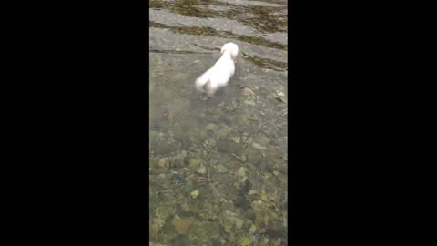 Dreaming of the world's best swimming dog