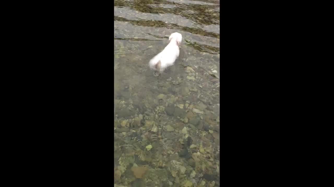 Dreaming of the world's best swimming dog