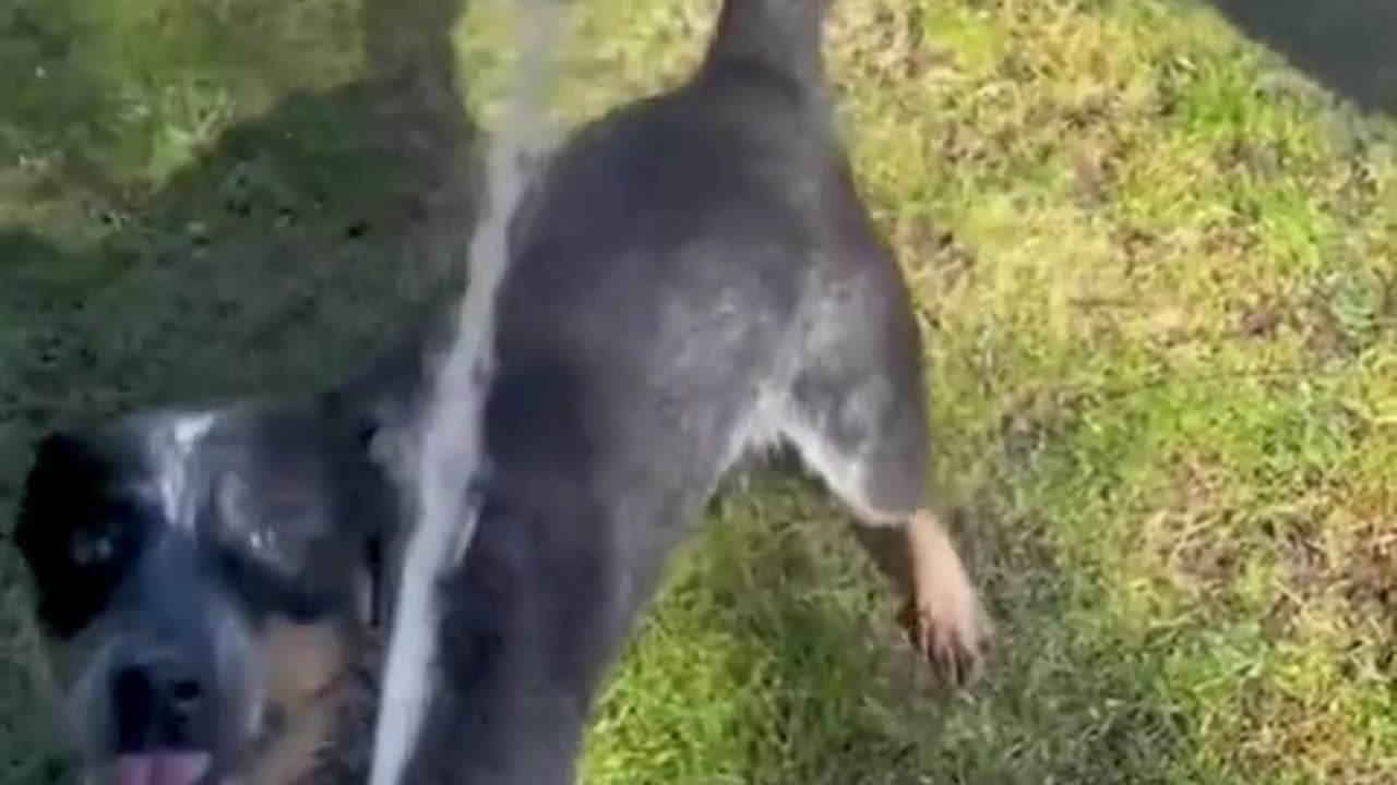 Funny cat