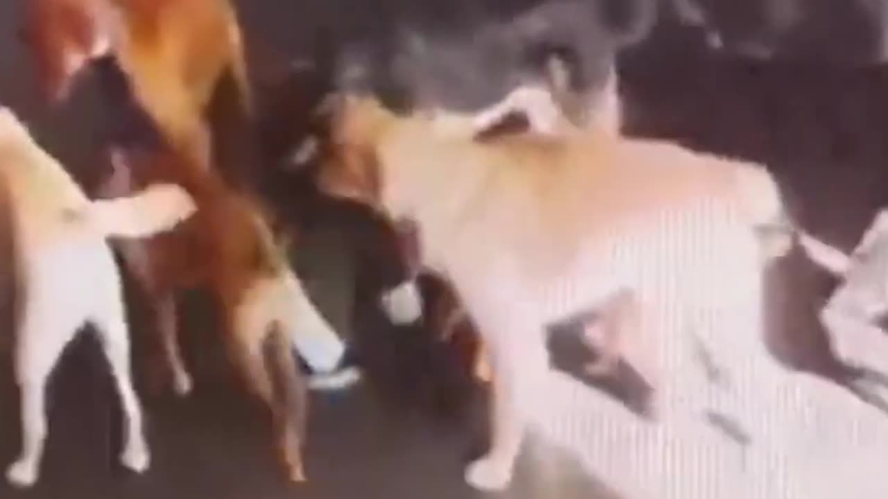 Funny Animal Videos Of The Day 0015! 😂😂