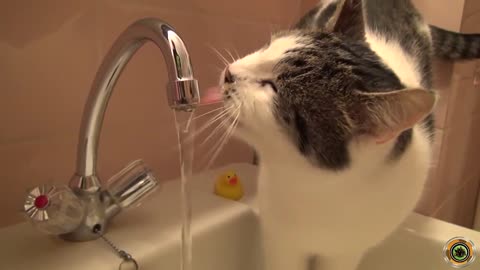 Watch funny video of this amazing cat.