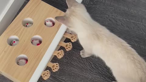 Cat play with toy