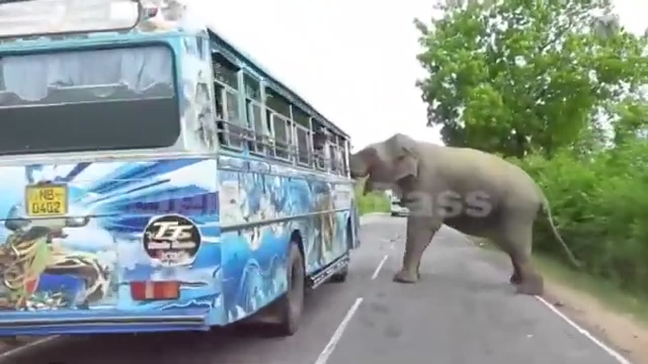 Wild Animals Rampage