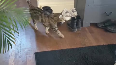 Genius cat