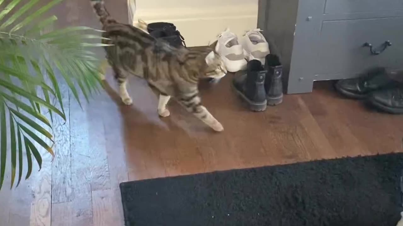Genius cat