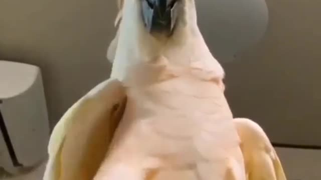 Cockatoo parrot best