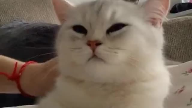 Funny cat4