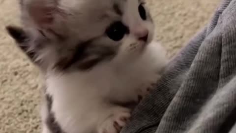 Sweet baby beautifull cat funn y
