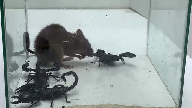 SCORPION vs MOUSE -