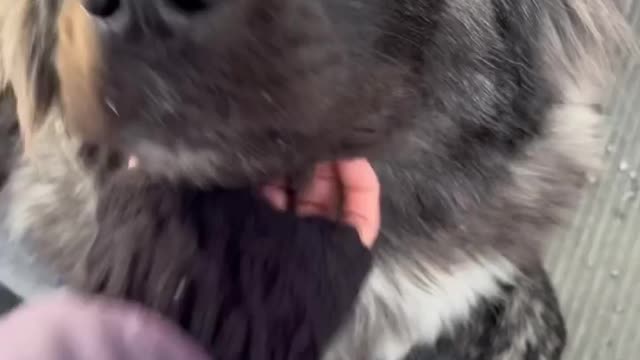 Lola’s progress is awesome!!