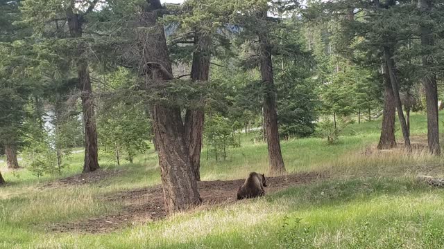 Grizzly bear close shot!!!