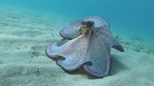 Colorful Octopus on the Seafloor