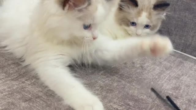 two kittens talking