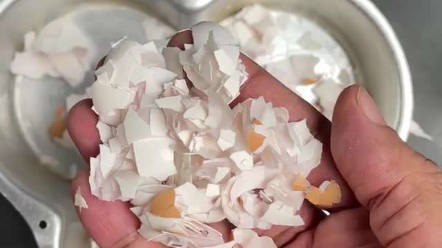 MAGIC OF EGG-SHELLS IN GARDEN | HOW TO USE EGGSHELLS FOR PLANTS?