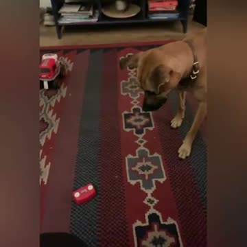 Dog learns how to drive a car