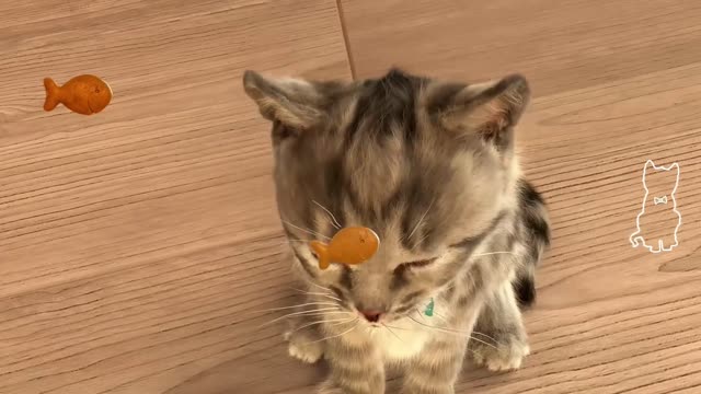 REAL LIFE CAT, Little kitten My favorite cat, Cute kitten