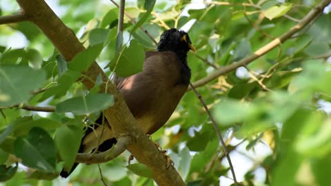 Myna bird