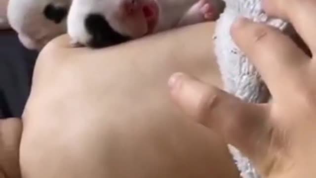 Cute baby sleeping with cute puppies