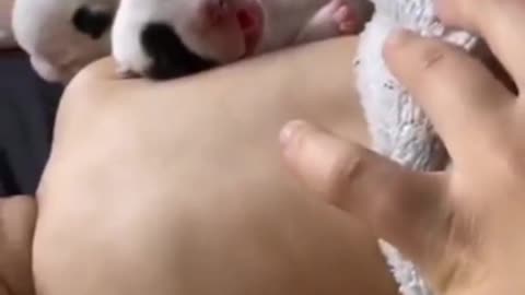 Cute baby sleeping with cute puppies