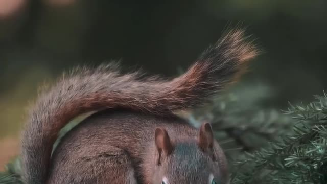 Beautiful squirrel