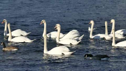 white swans and ducks