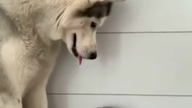 A dog careing a cat.