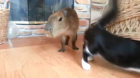 capybara ok i pull up last part(