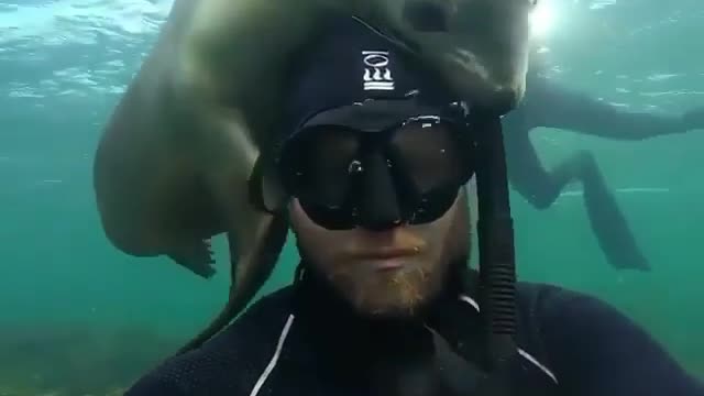 Sea lion gives diver a quick hug 🤗🌊