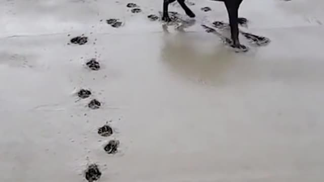 Dog chilling on cement