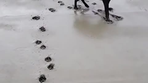 Dog chilling on cement