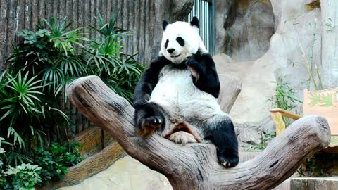 Giant Panda Eating Bamboo