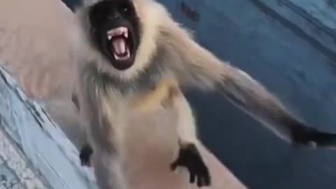 Funny Monkey