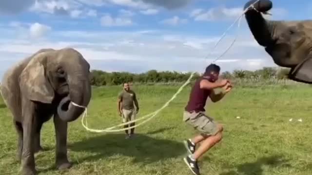 These Elephants play rope with man so beautiful