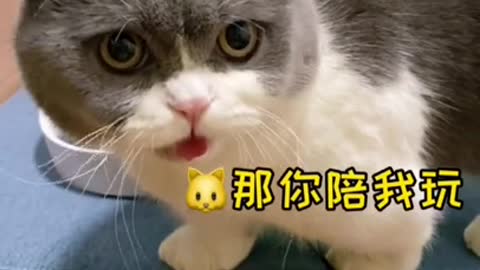 Cutest funny cats