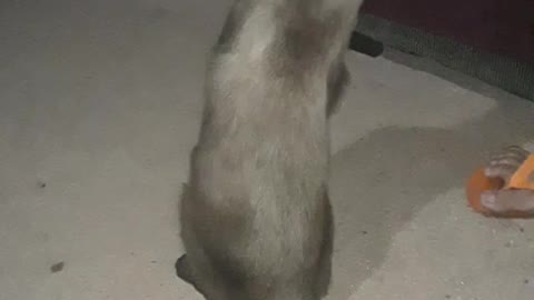 Funny cat's and animals