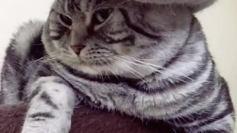 The cowboy cat