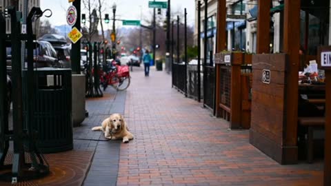 Danger dog on the road